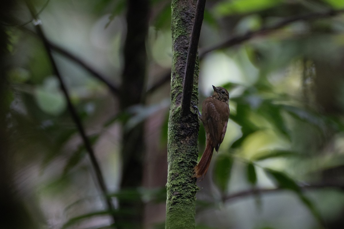 Wedge-billed Woodcreeper - ML637849522