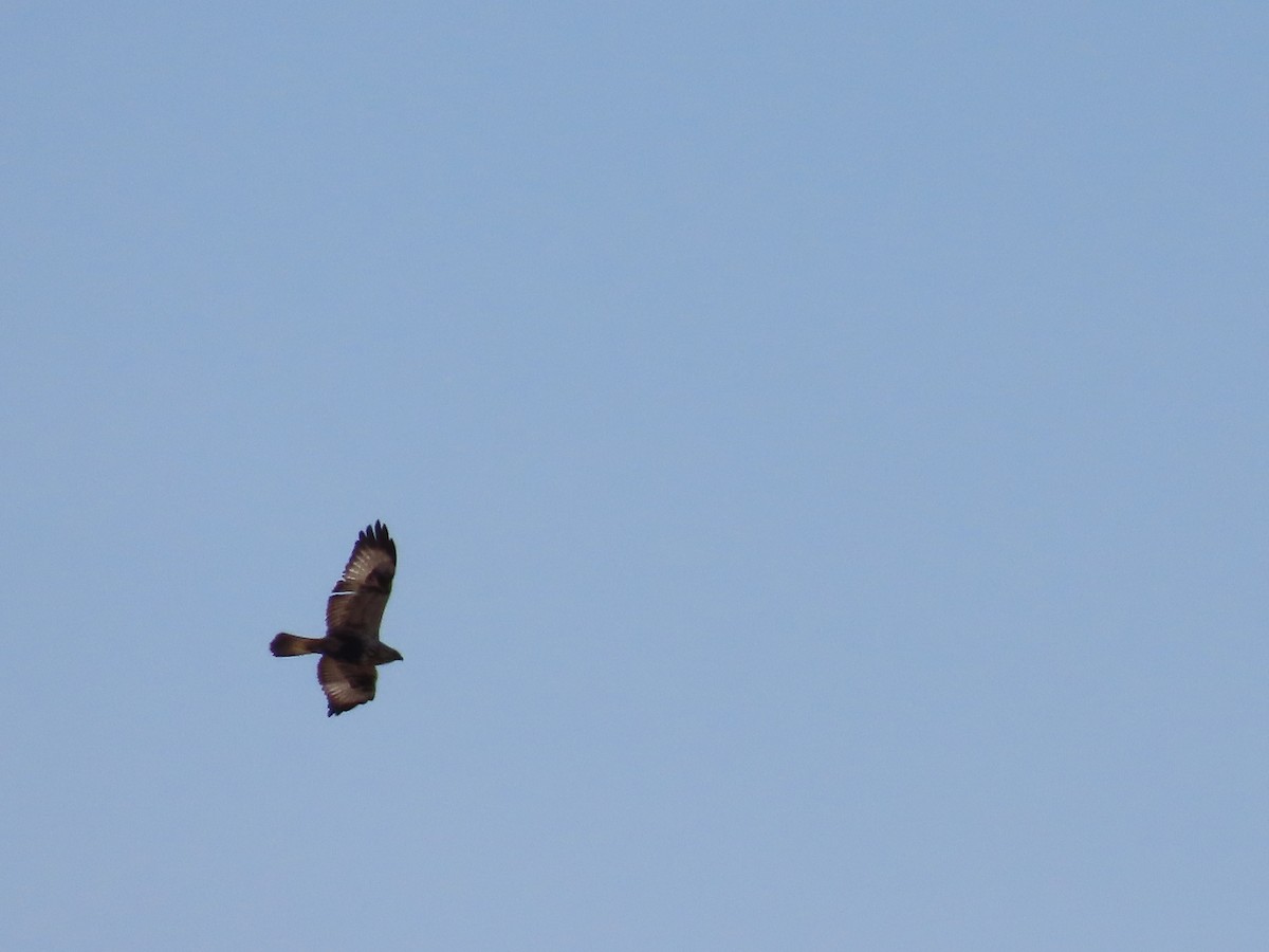 Rough-legged Hawk - ML637849616