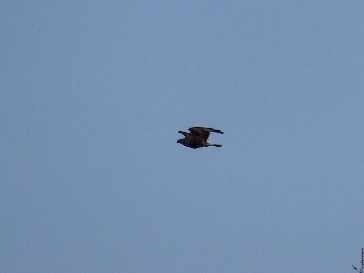Rough-legged Hawk - ML637849617