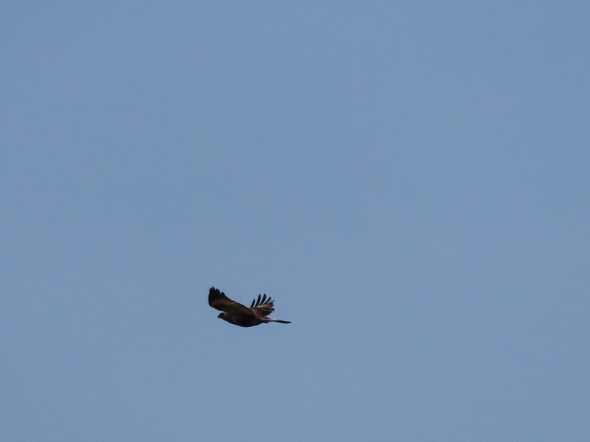 Rough-legged Hawk - ML637849618