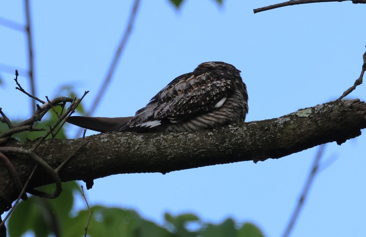 Common Nighthawk - ML637849656
