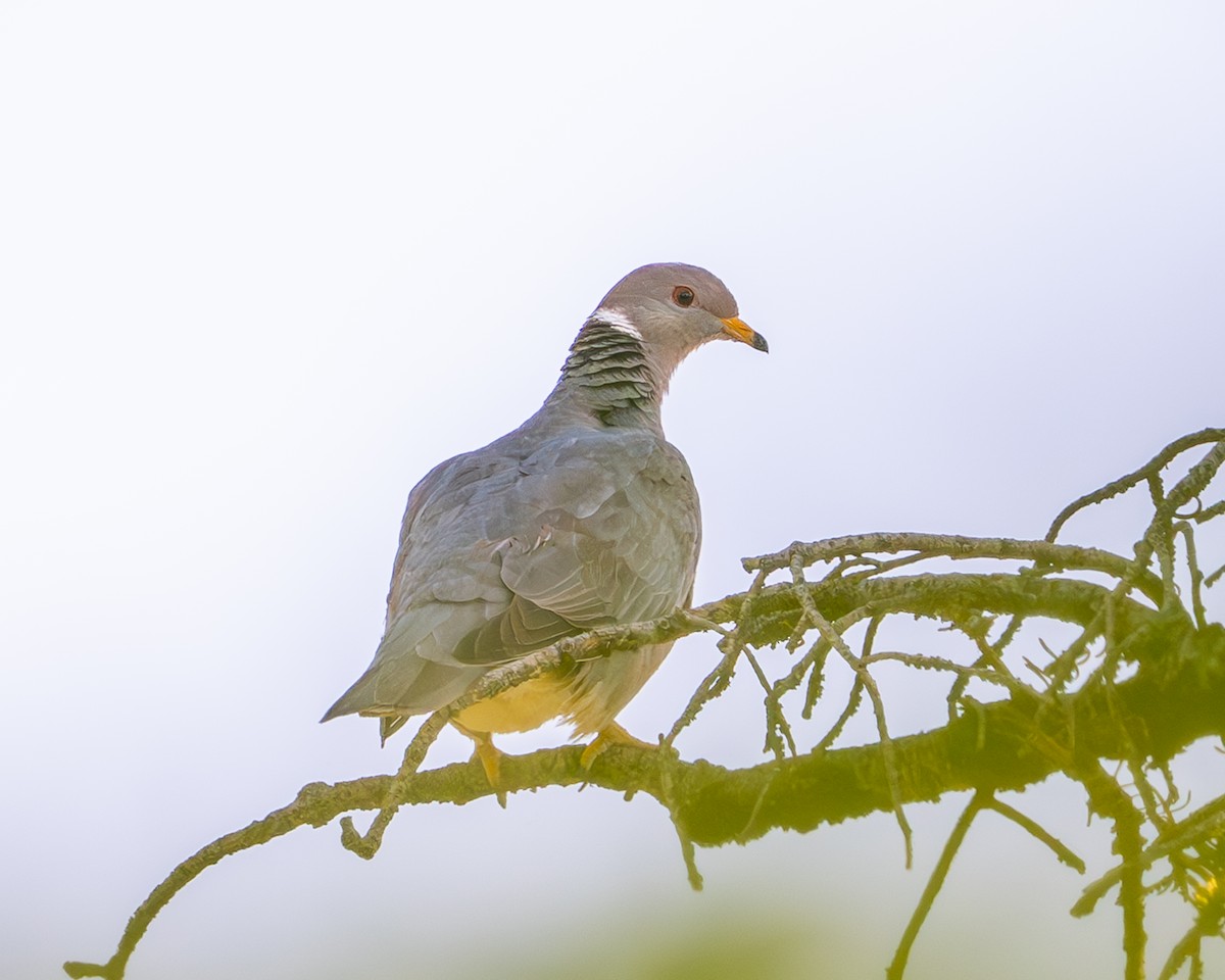 オビオバト - ML637849687