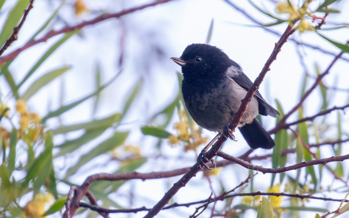 Gray-bellied Flowerpiercer - ML637849694