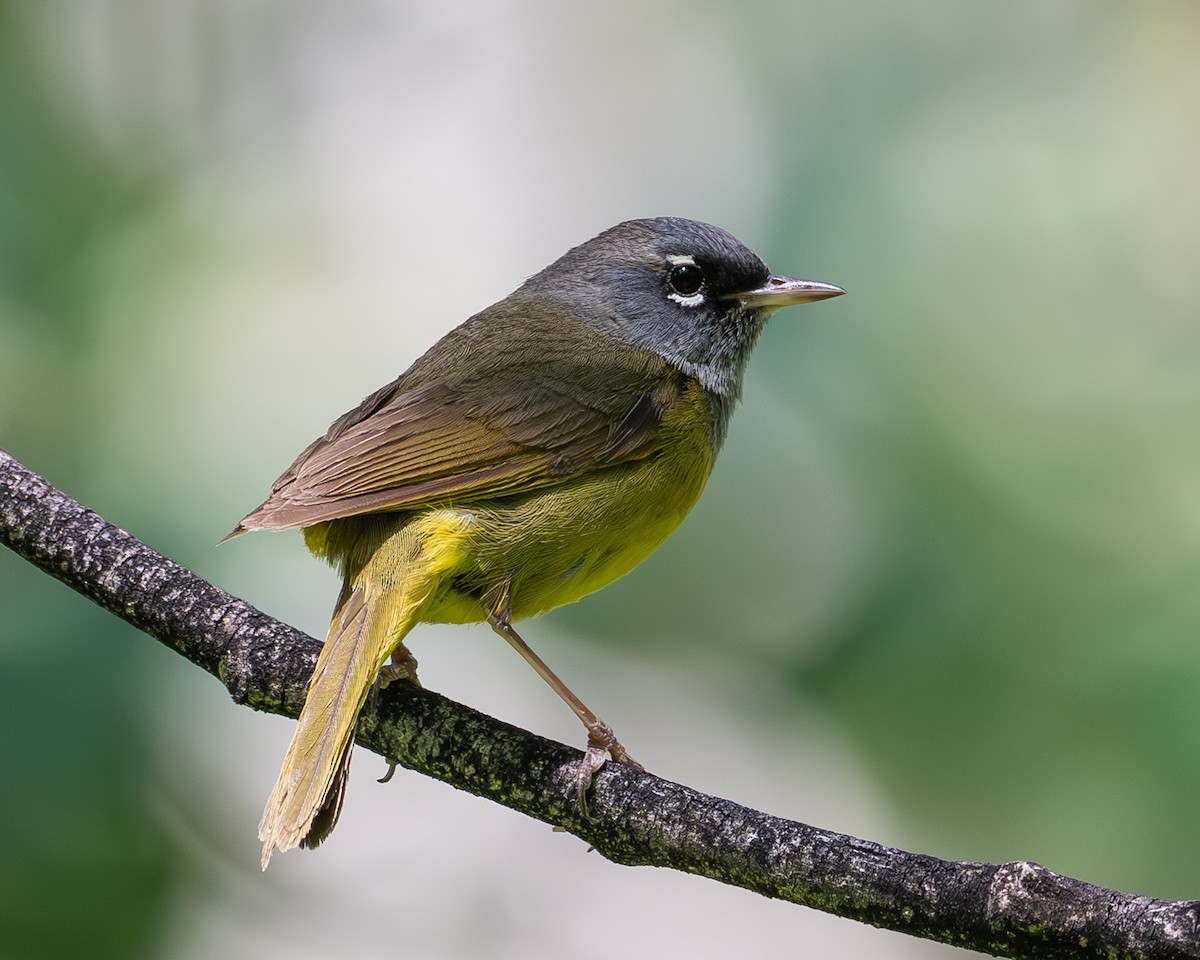 ニシノドグロアメリカムシクイ - ML637849778