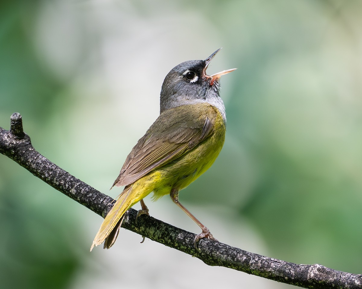 ニシノドグロアメリカムシクイ - ML637849781