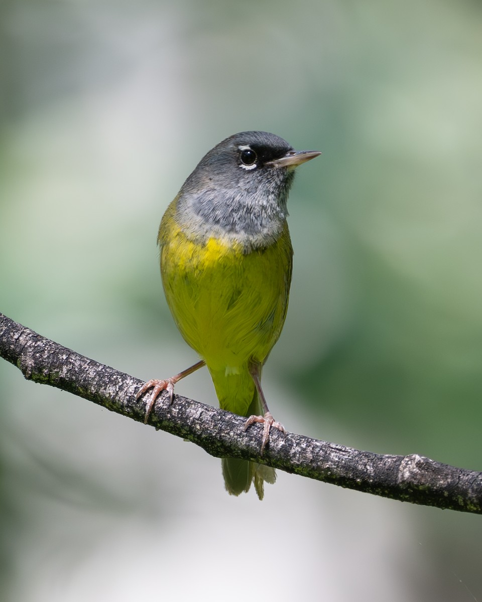 ニシノドグロアメリカムシクイ - ML637849796