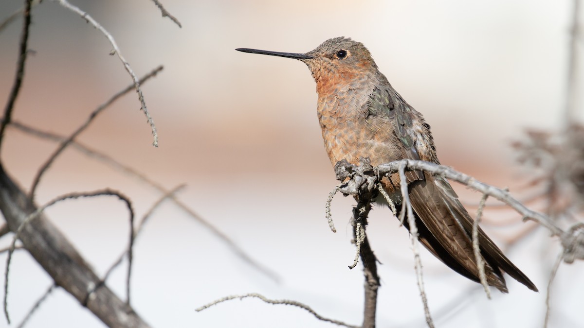 Giant Hummingbird - ML637849916