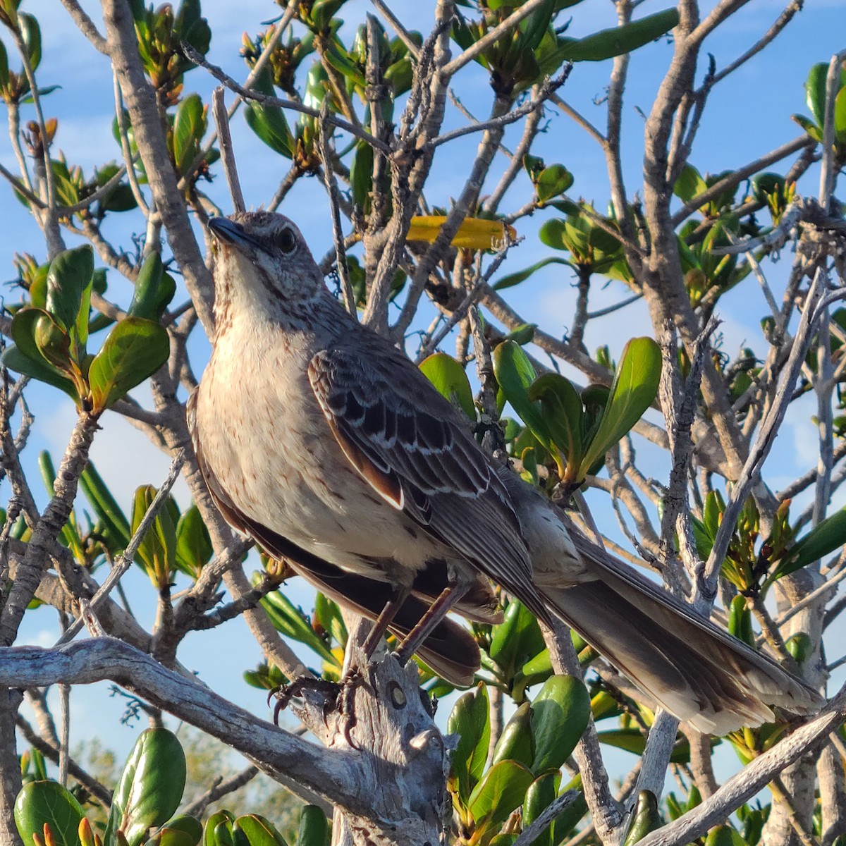 Bahama Mockingbird - ML637849929