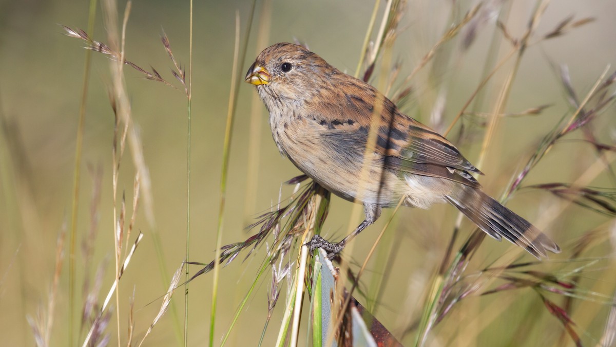 Band-tailed Seedeater - ML637849937