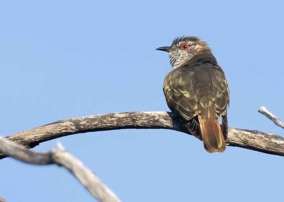 Little Bronze-Cuckoo - ML637849996
