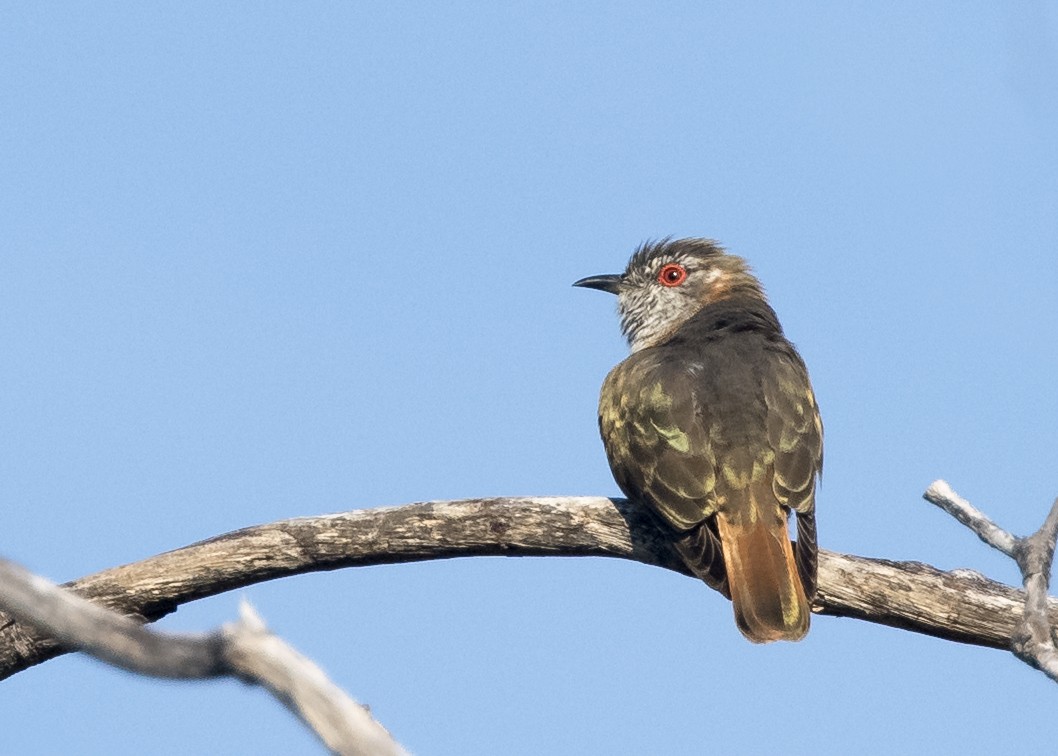 Little Bronze-Cuckoo - ML637849997