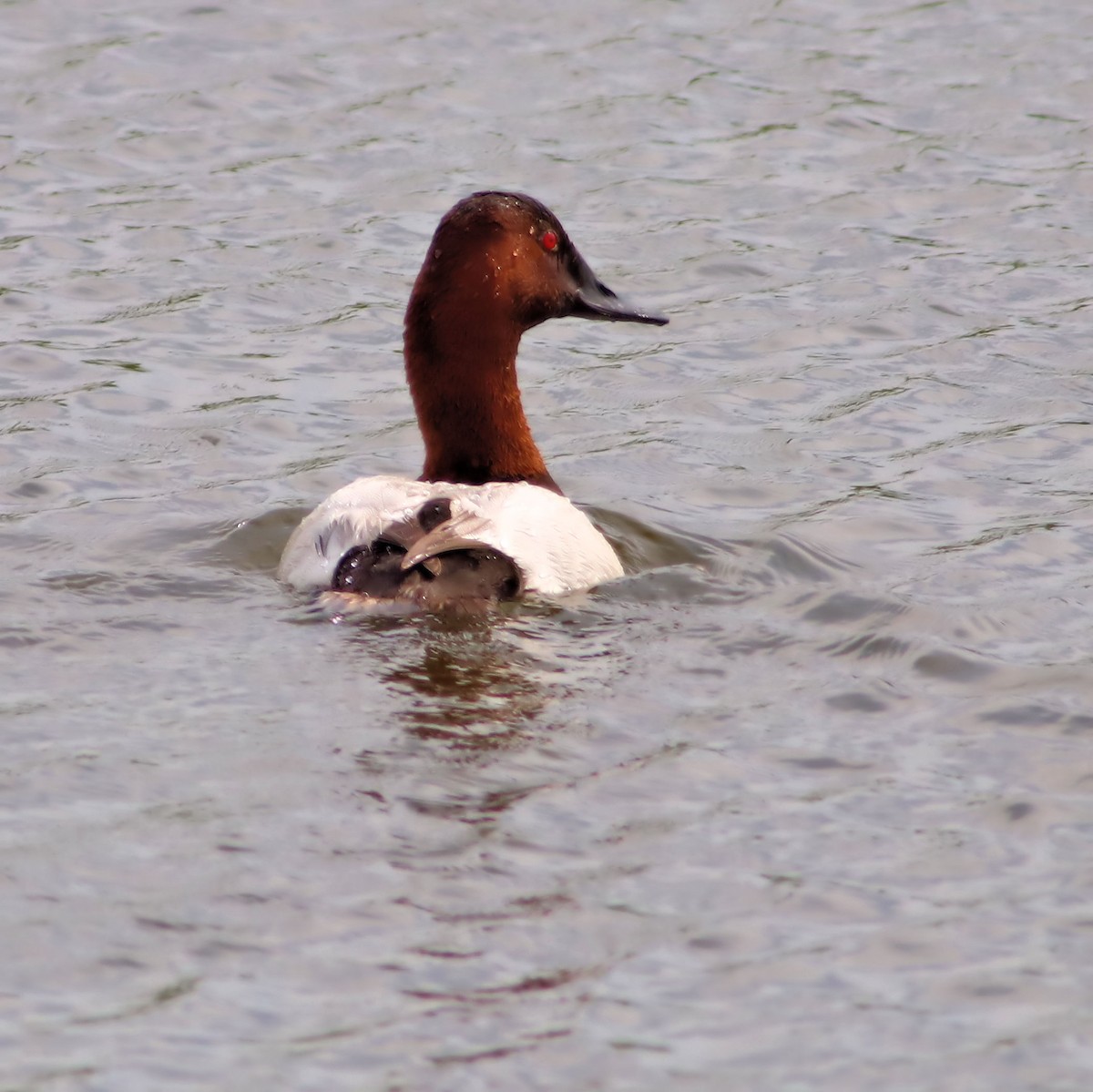 Canvasback - ML637850024