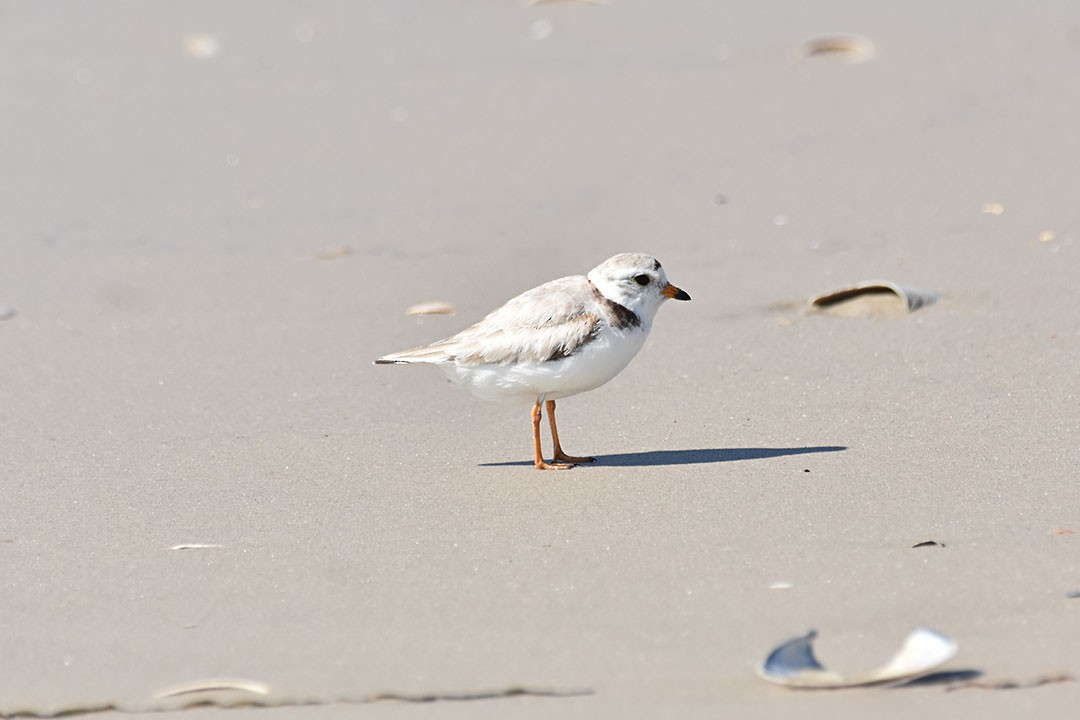 Piping Plover - ML637850079