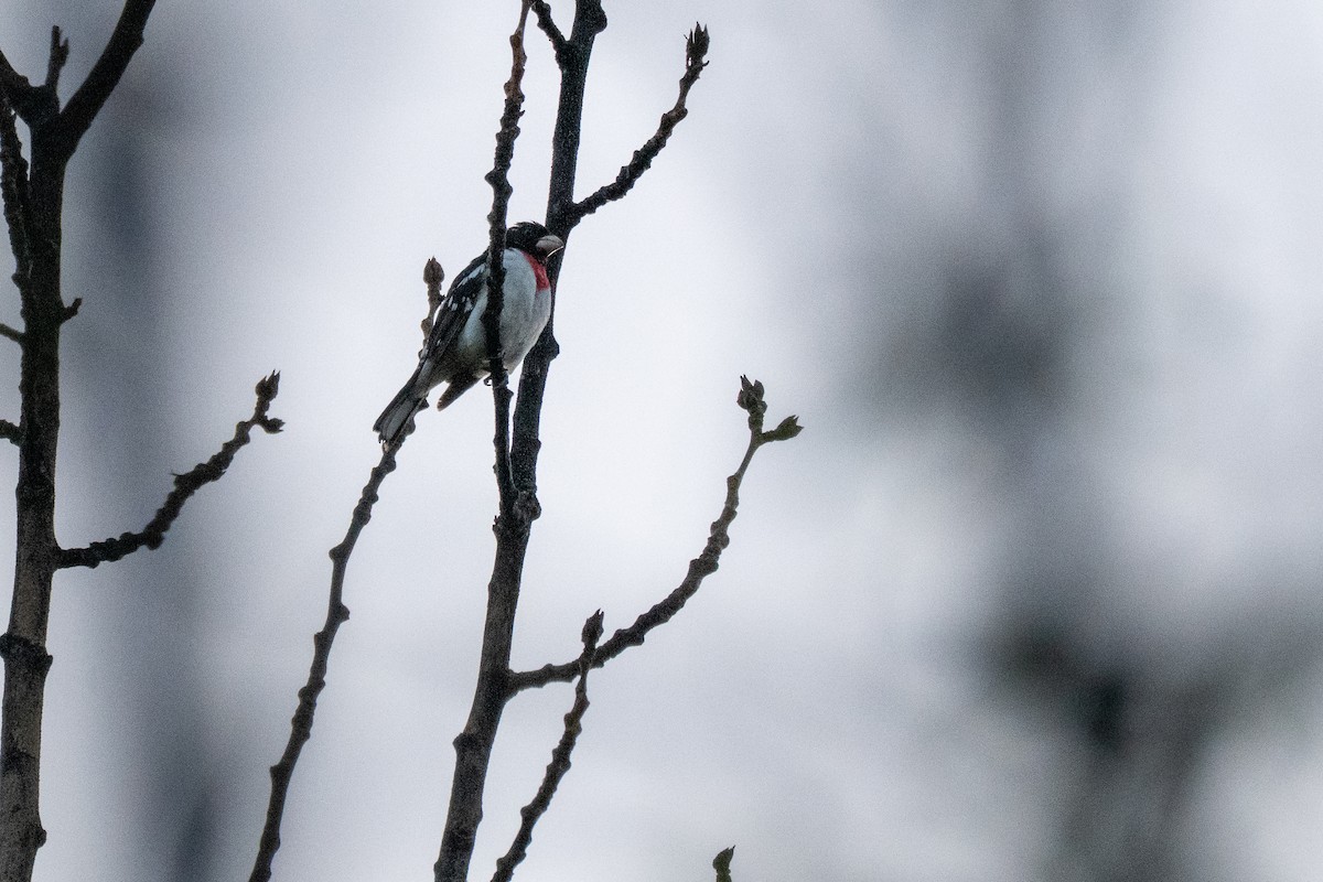 Rose-breasted Grosbeak - ML637850090