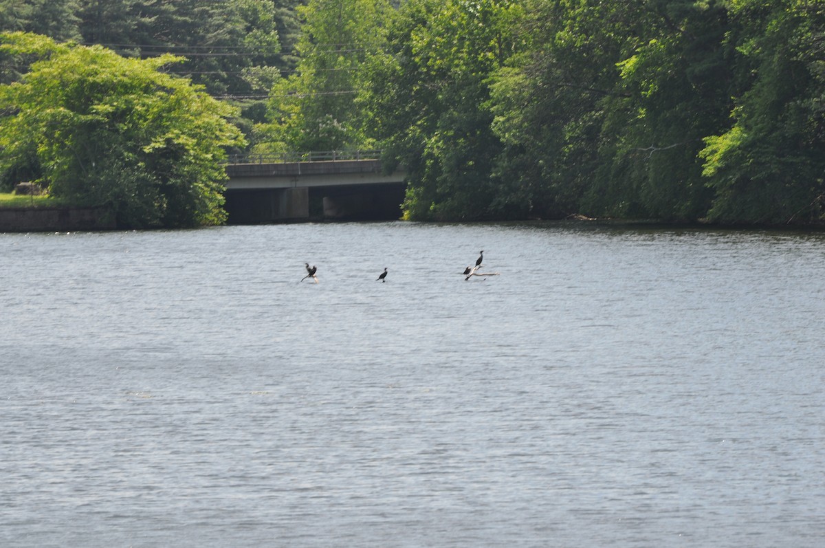 kormorán ušatý - ML637850098