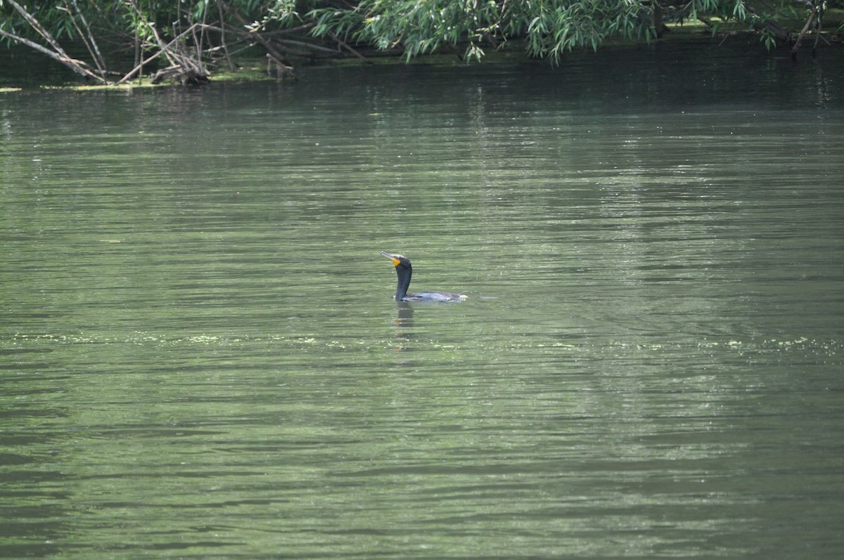 kormorán ušatý - ML637850103