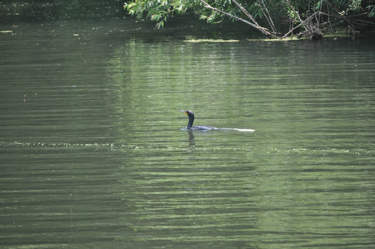 kormorán ušatý - ML637850104