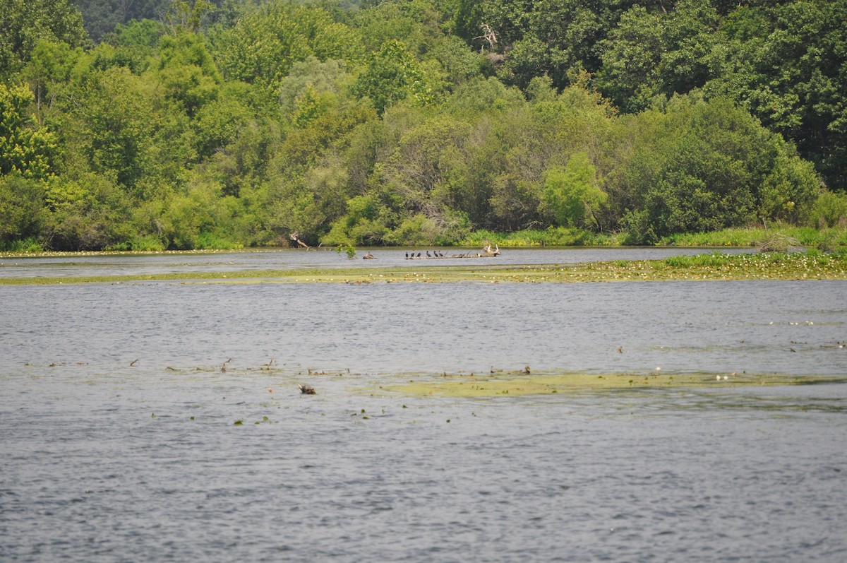 kormorán ušatý - ML637850105