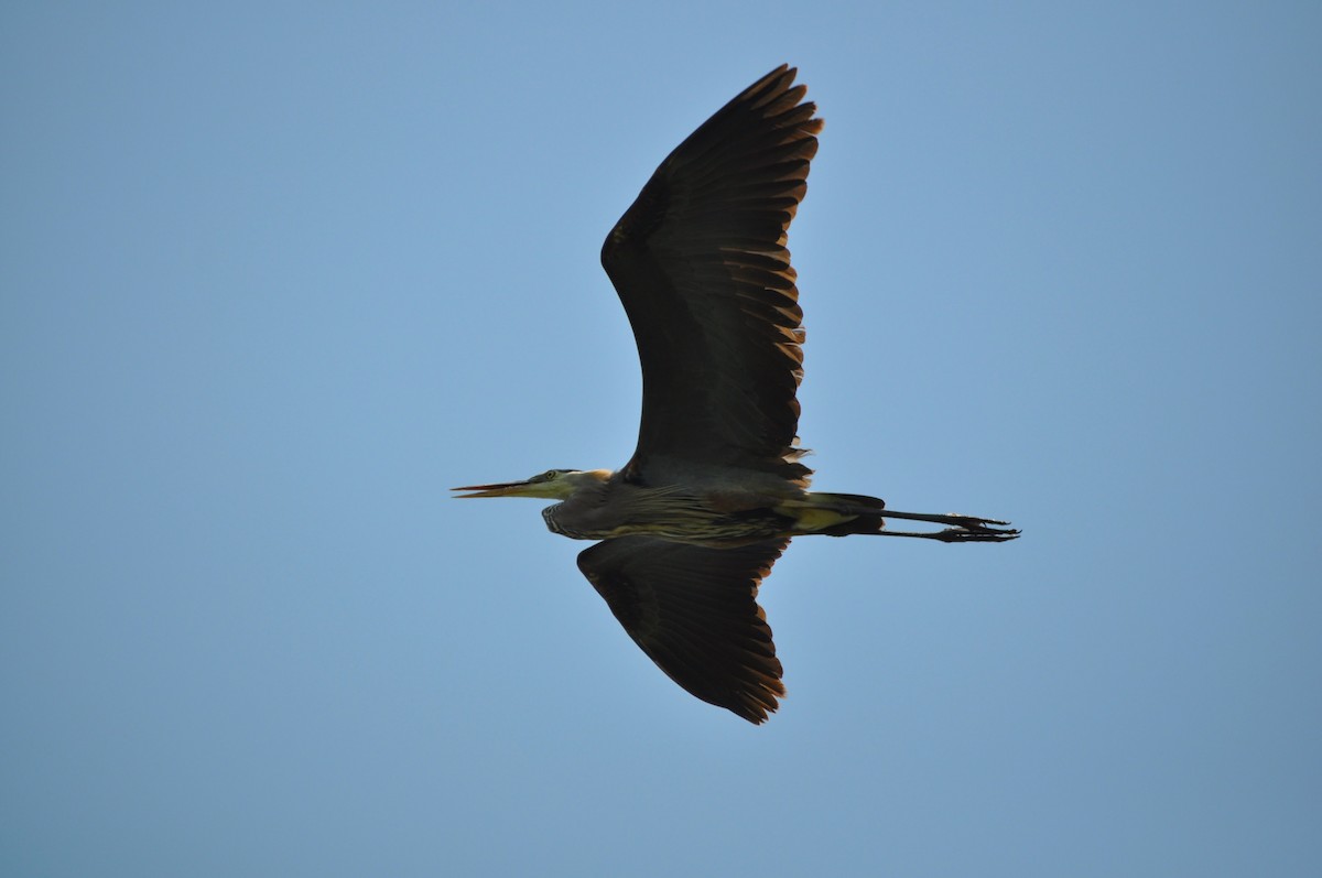 volavka velká - ML637850120