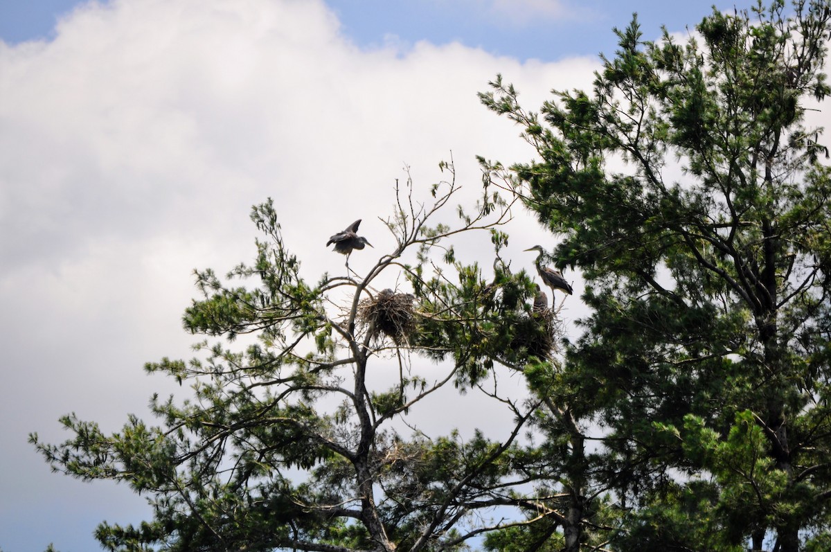 volavka velká - ML637850123