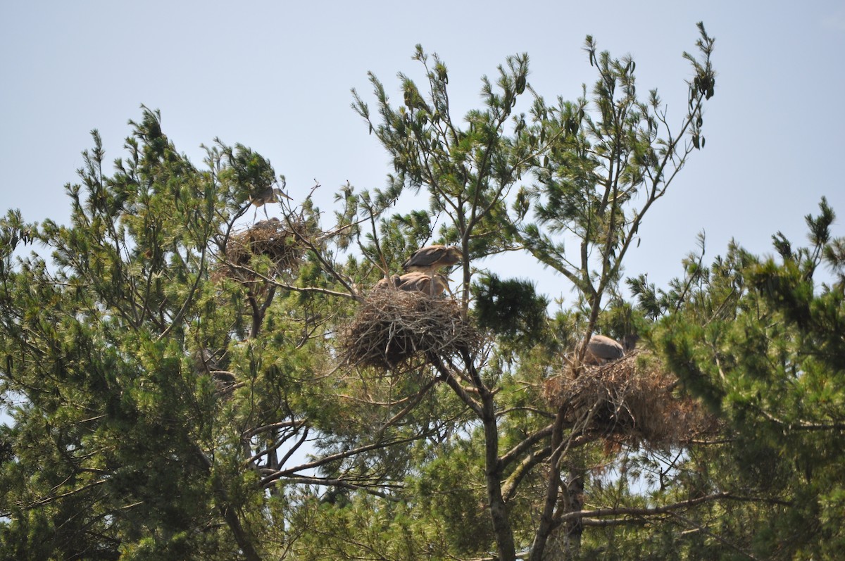 volavka velká - ML637850125