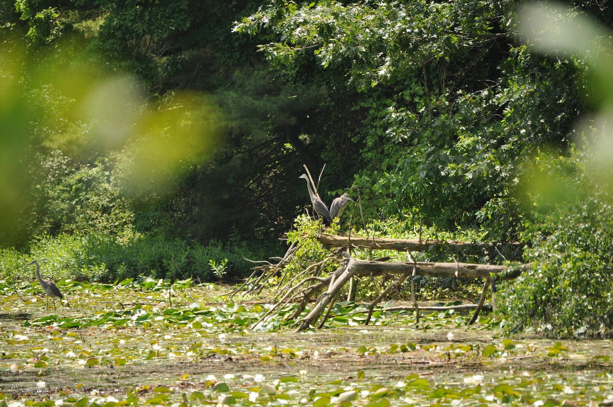 volavka velká - ML637850126