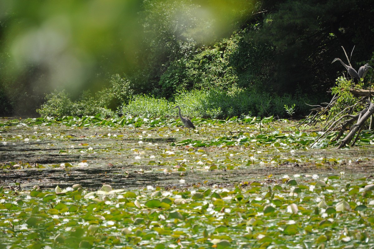 volavka velká - ML637850127