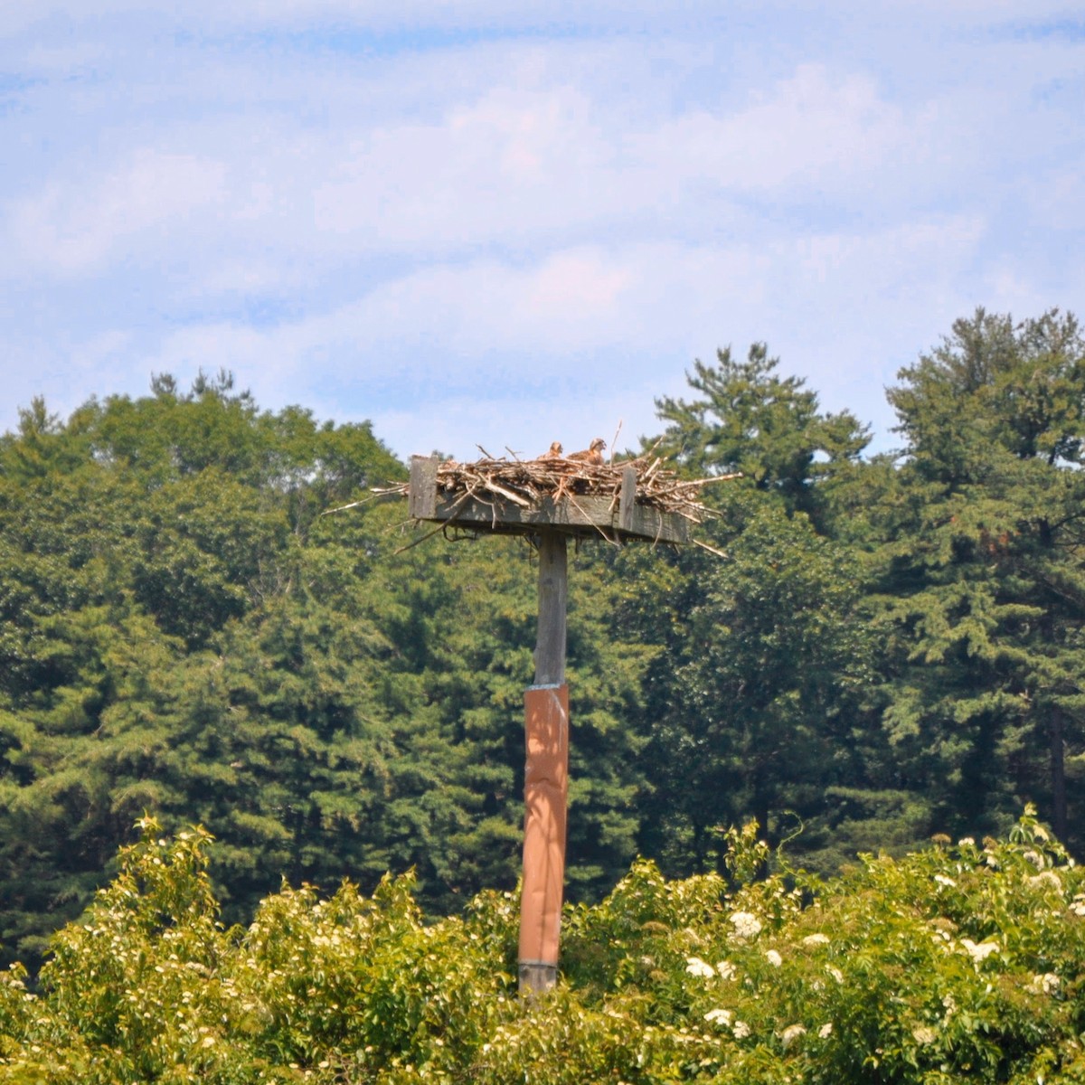 orlovec říční - ML637850137