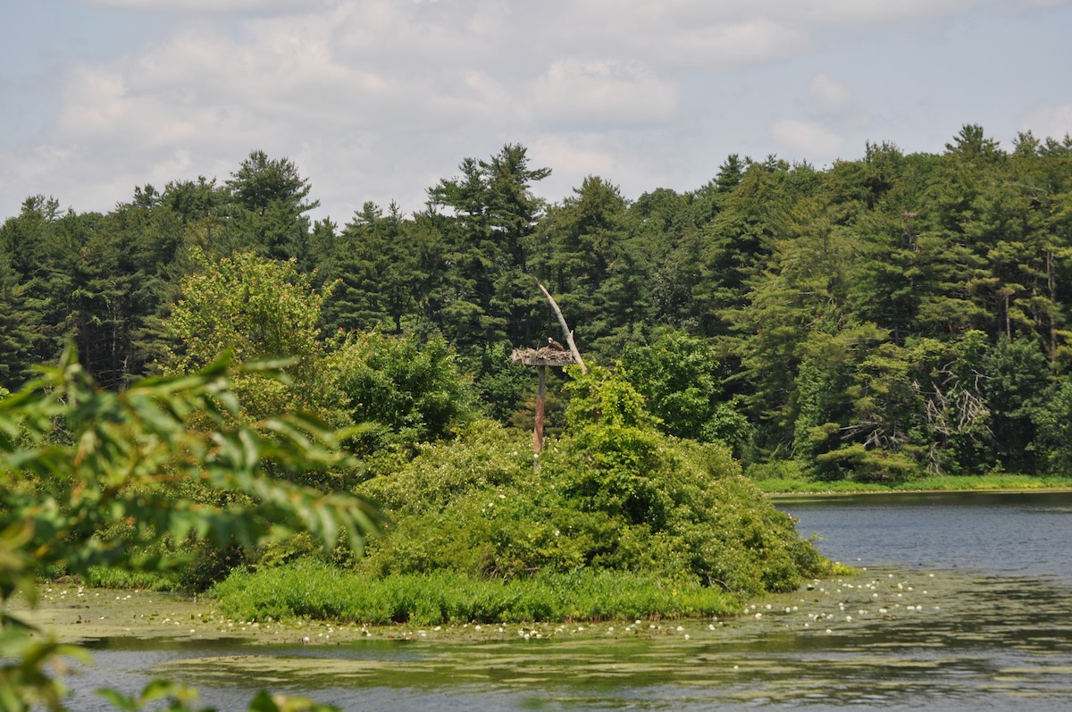 orlovec říční - ML637850138