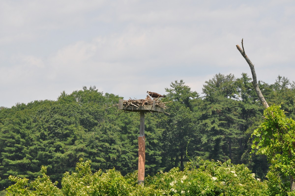 orlovec říční - ML637850139