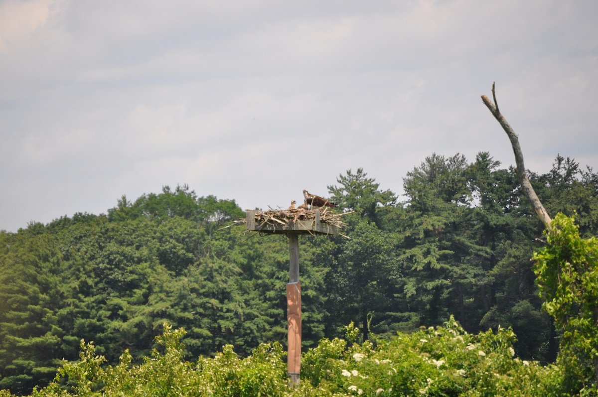 orlovec říční - ML637850140