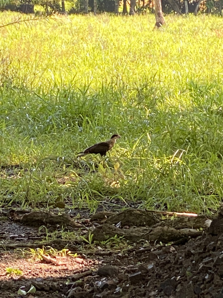 Crested Caracara - ML637850152