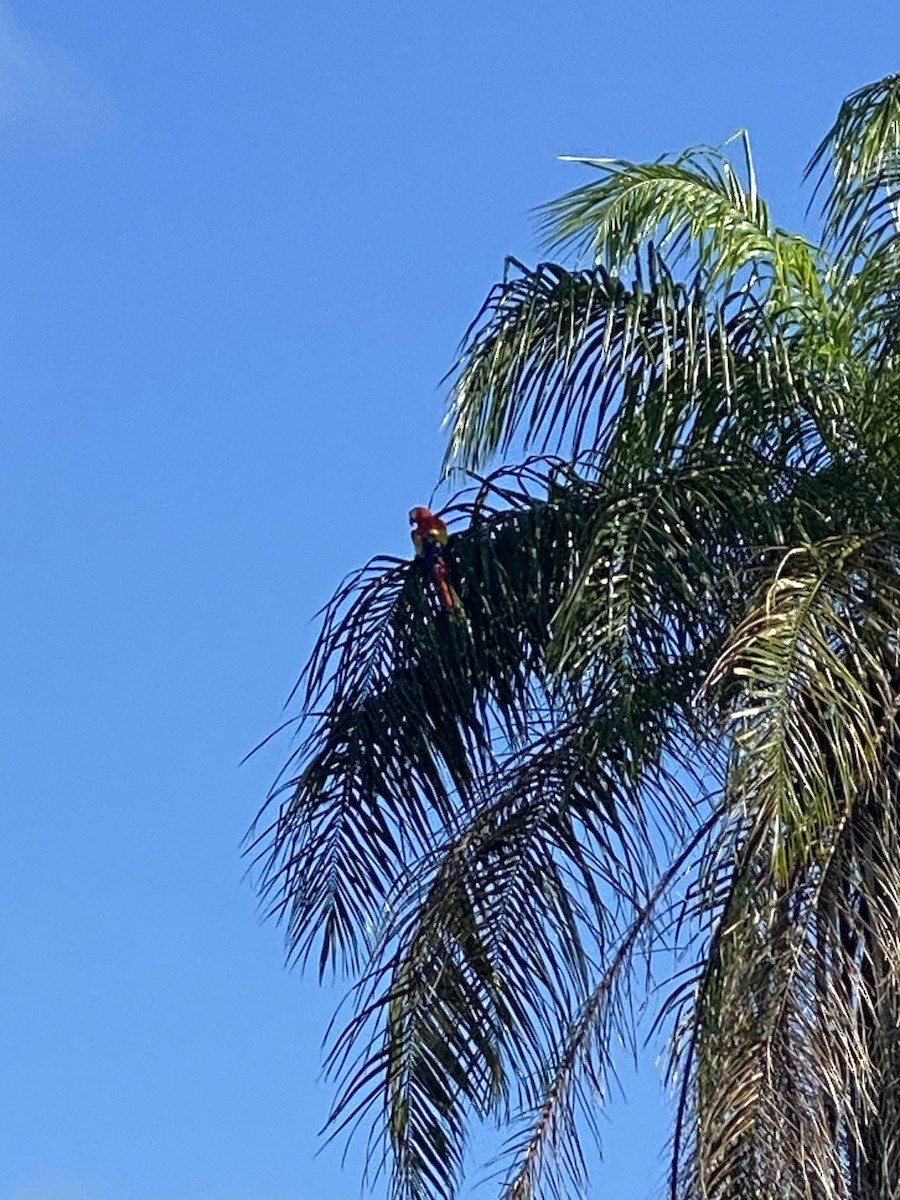 Scarlet Macaw - ML637850190