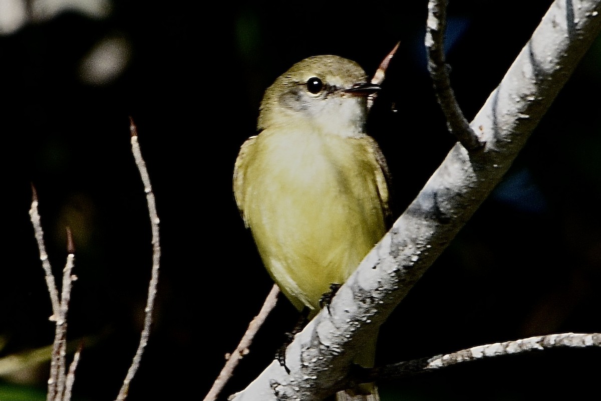 Lemon-bellied Flyrobin - ML637850218