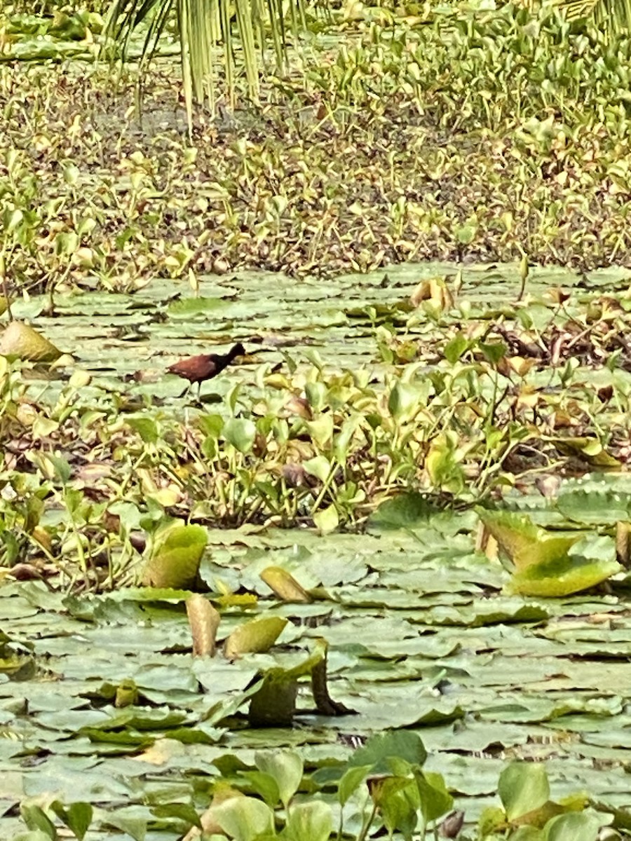Northern Jacana - ML637850222