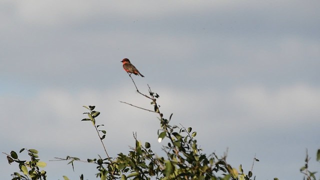 Vermilion Flycatcher - ML637850235