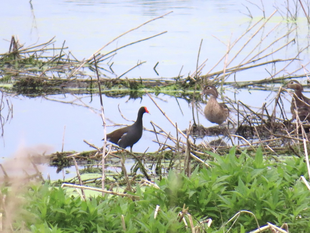 Common Gallinule - ML637850267