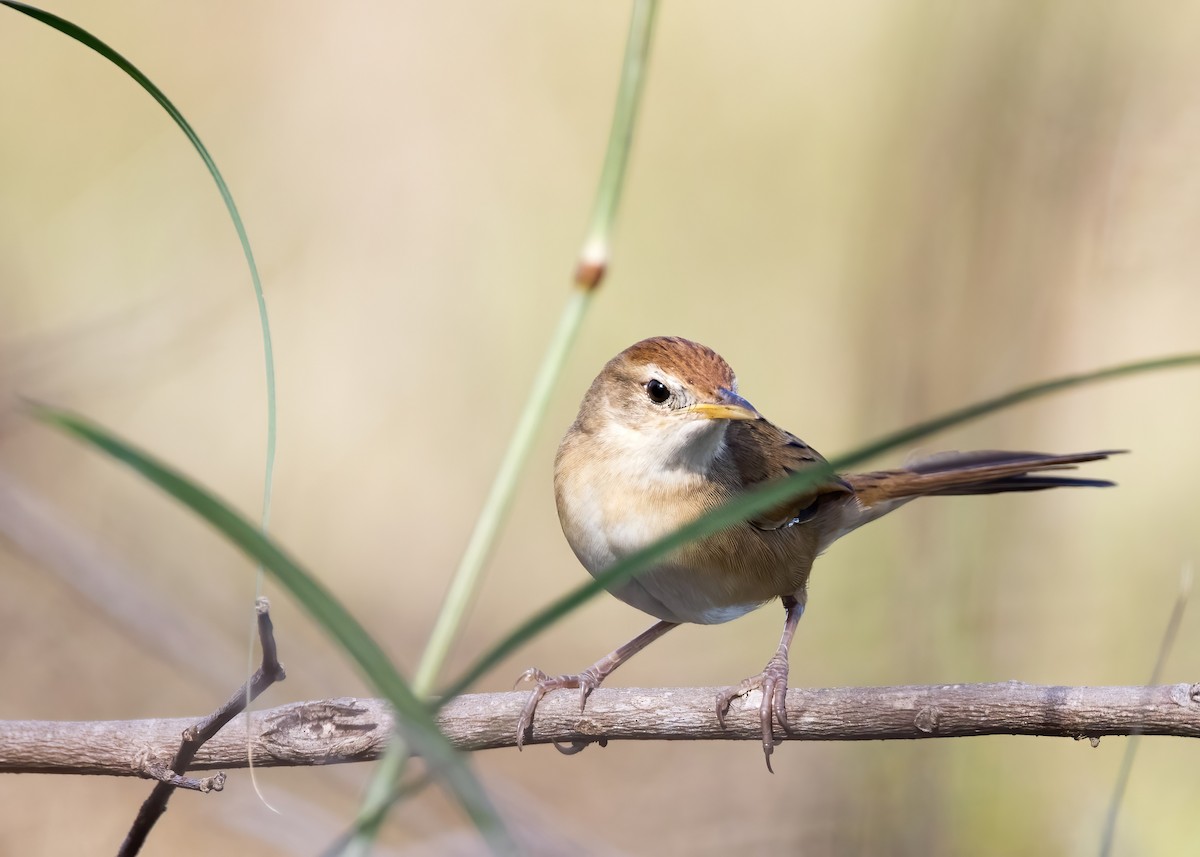 Tawny Grassbird - ML637850271