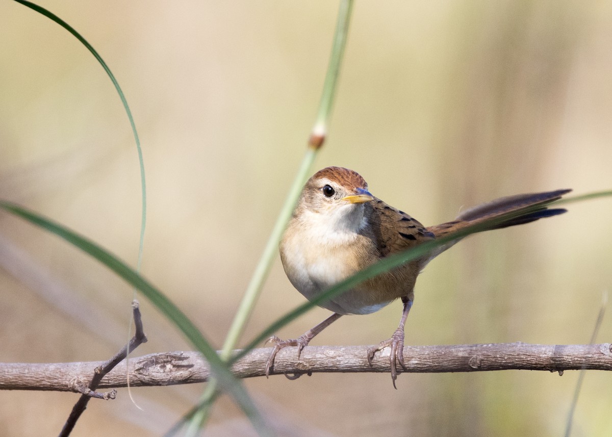 Tawny Grassbird - ML637850272