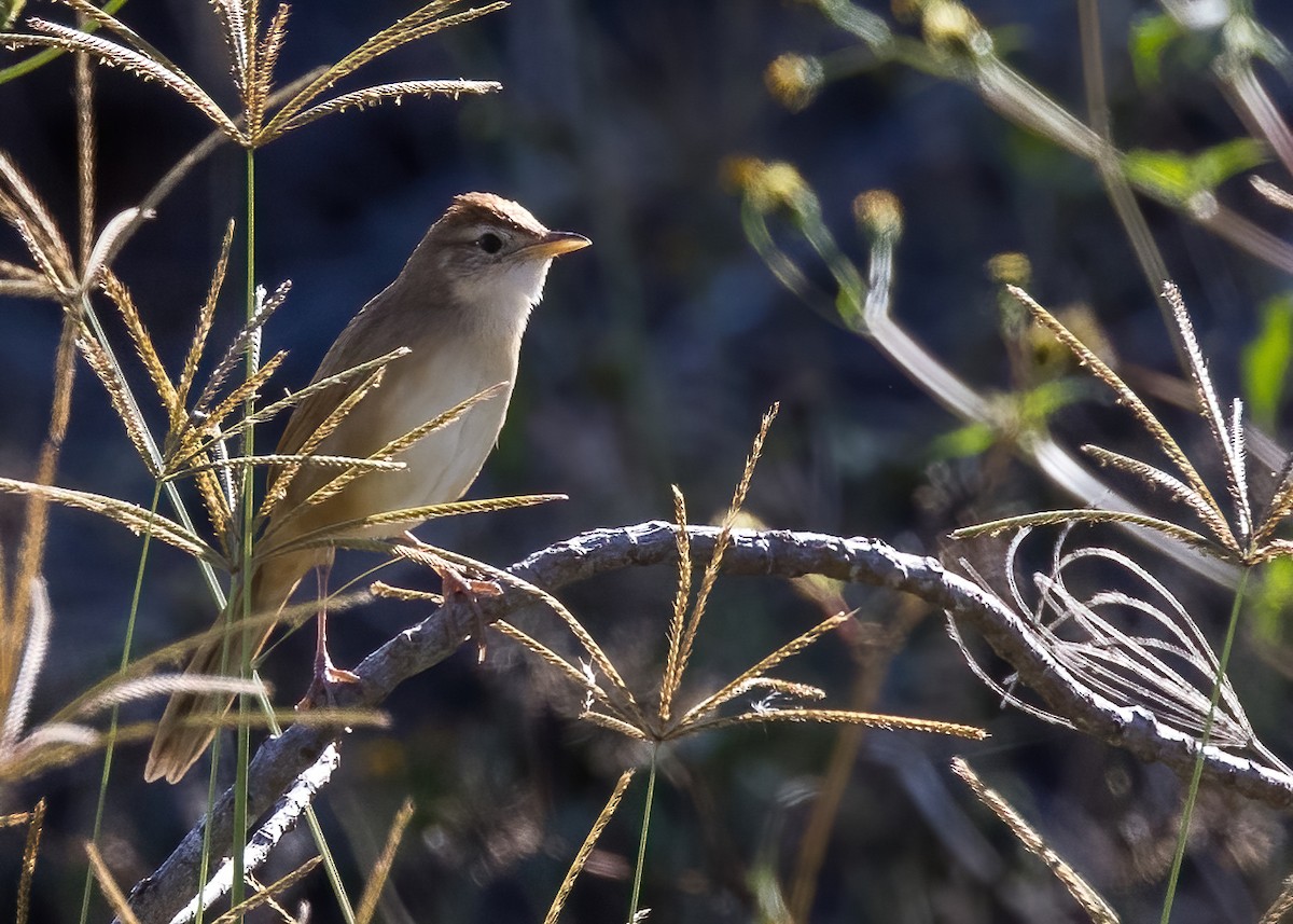 Tawny Grassbird - ML637850274
