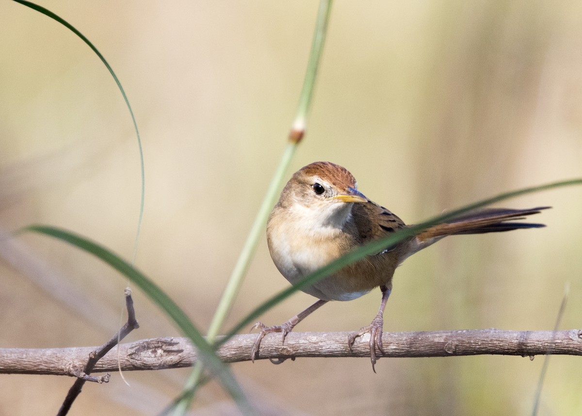 Tawny Grassbird - ML637850275