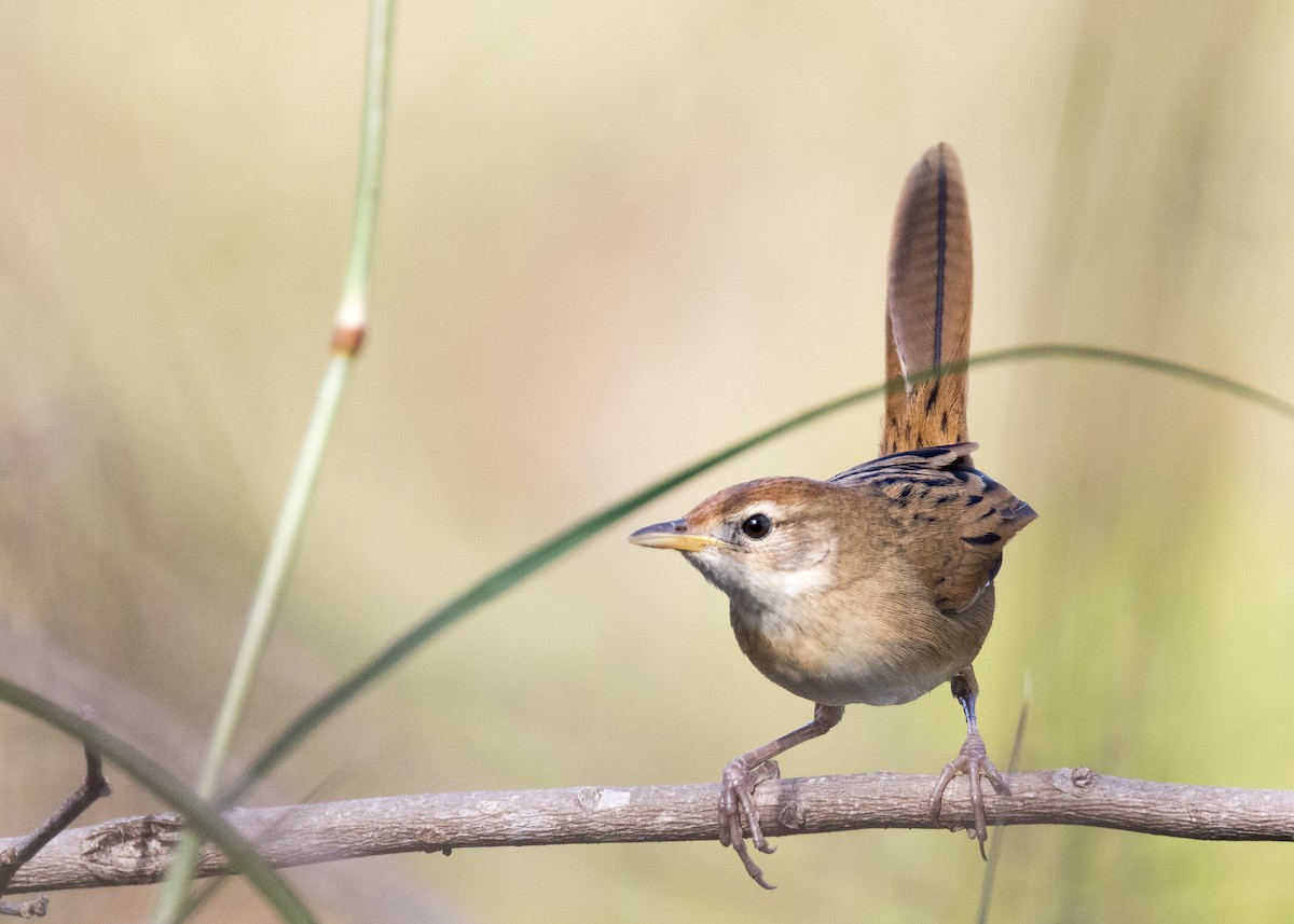Tawny Grassbird - ML637850277