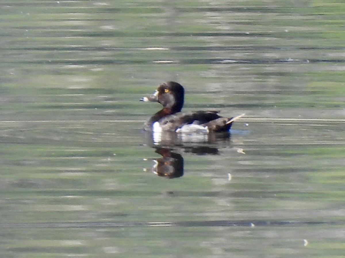 Ring-necked Duck - ML637850309