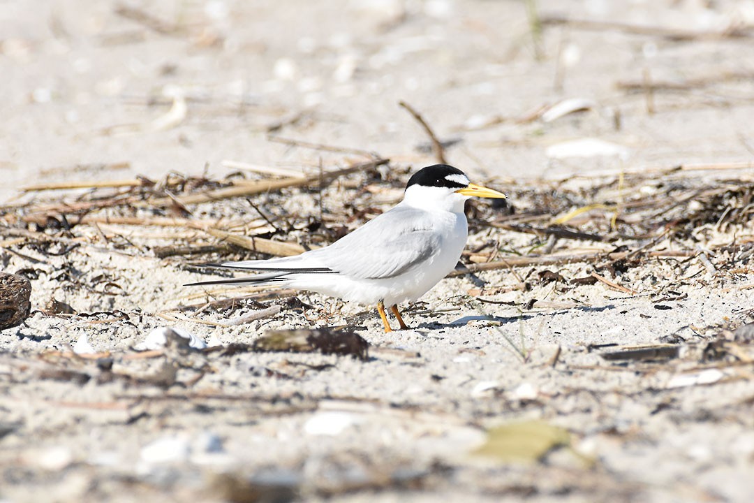 Least Tern - ML637850311