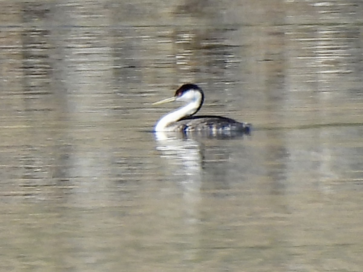 Western Grebe - ML637850313