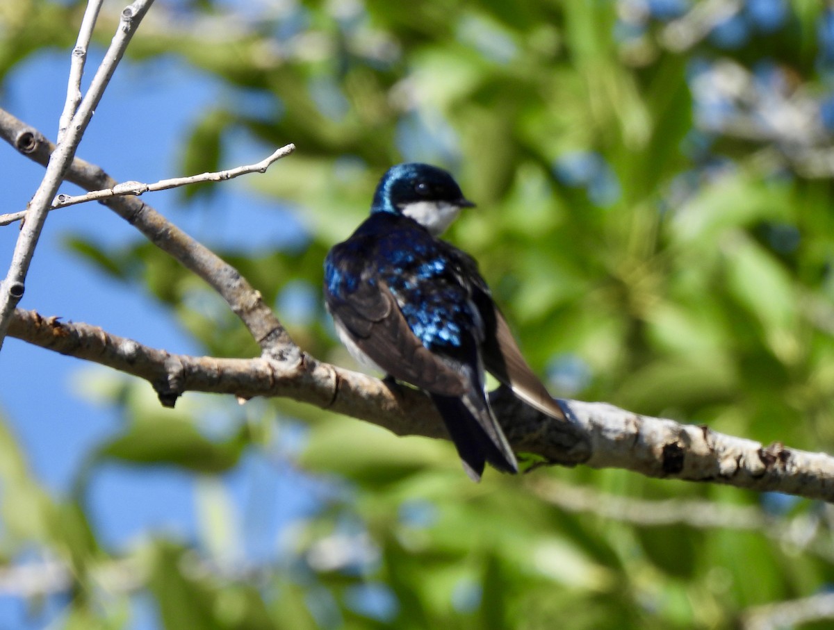 Tree Swallow - ML637850320
