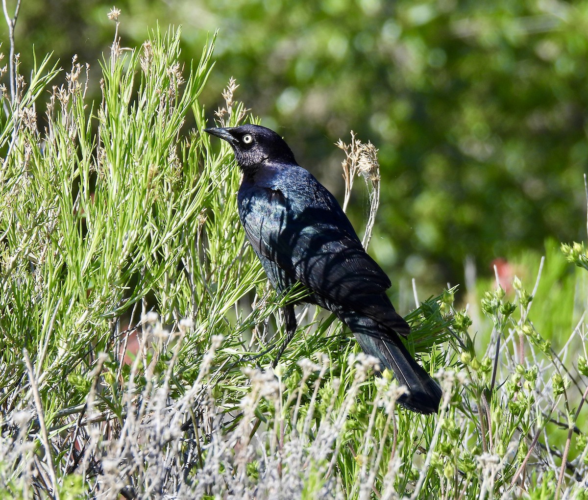 Brewer's Blackbird - ML637850326