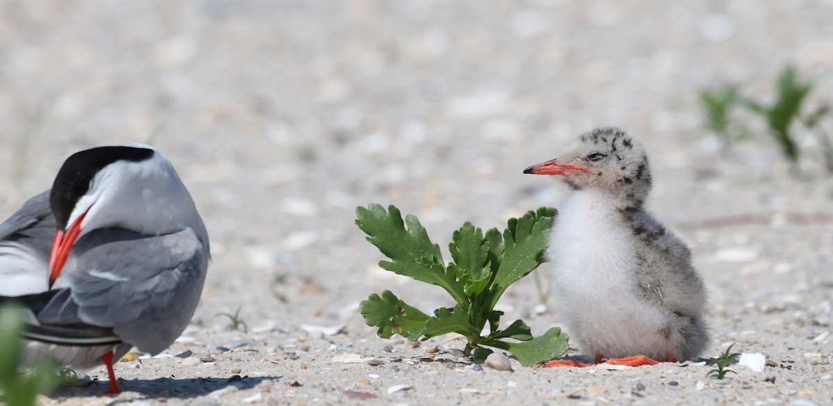 Common Tern - ML637850327