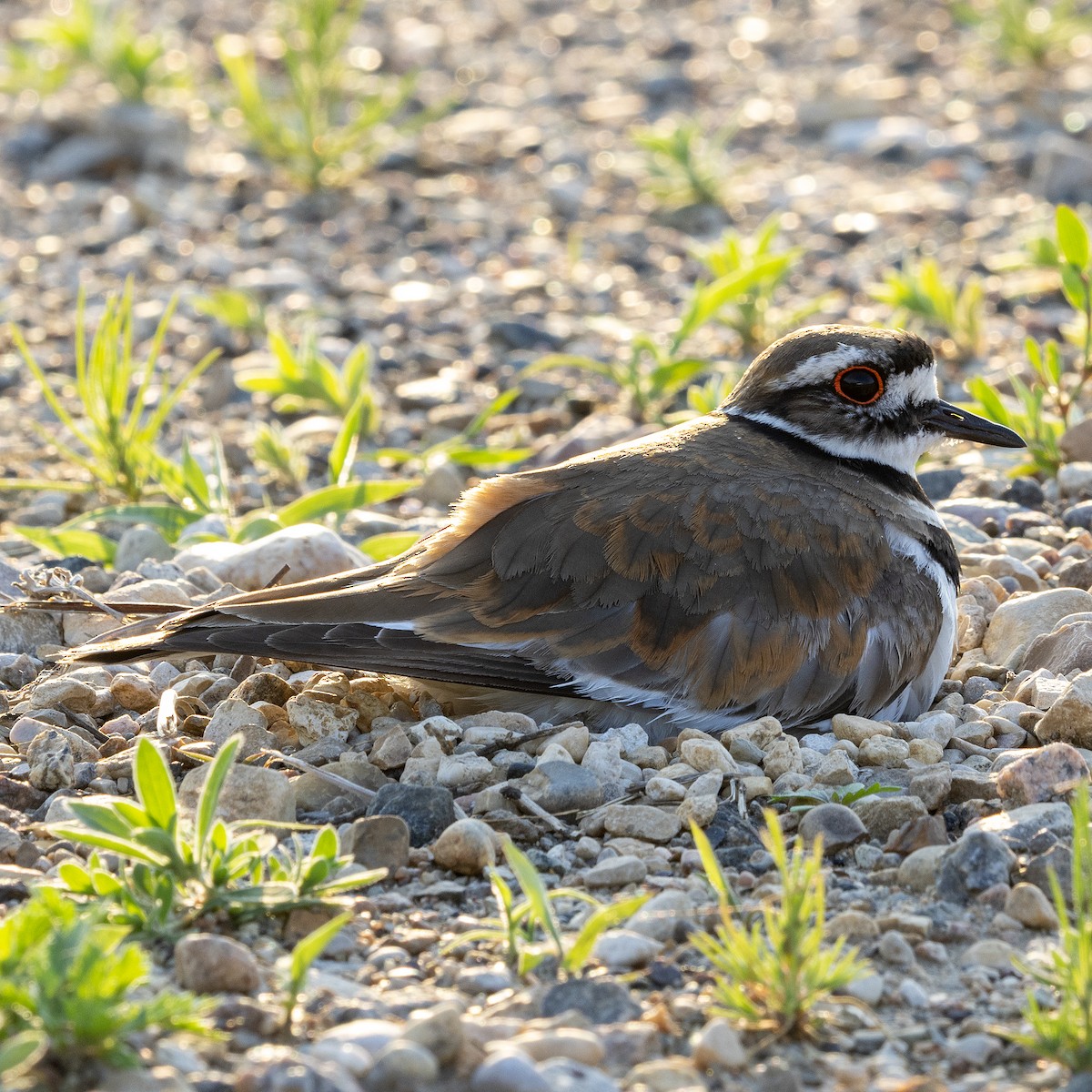 Killdeer - ML637850363
