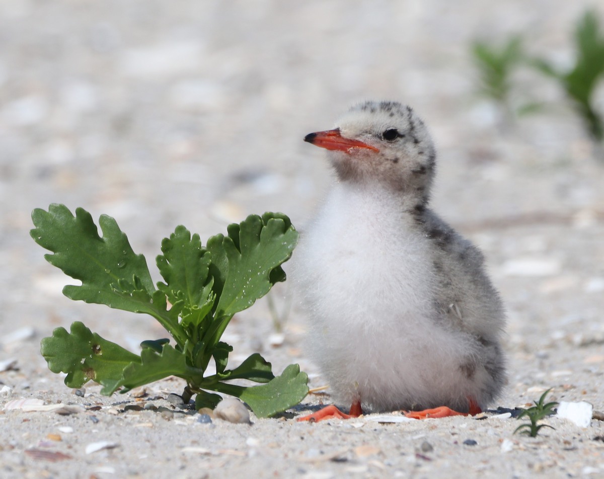 Common Tern - ML637850406